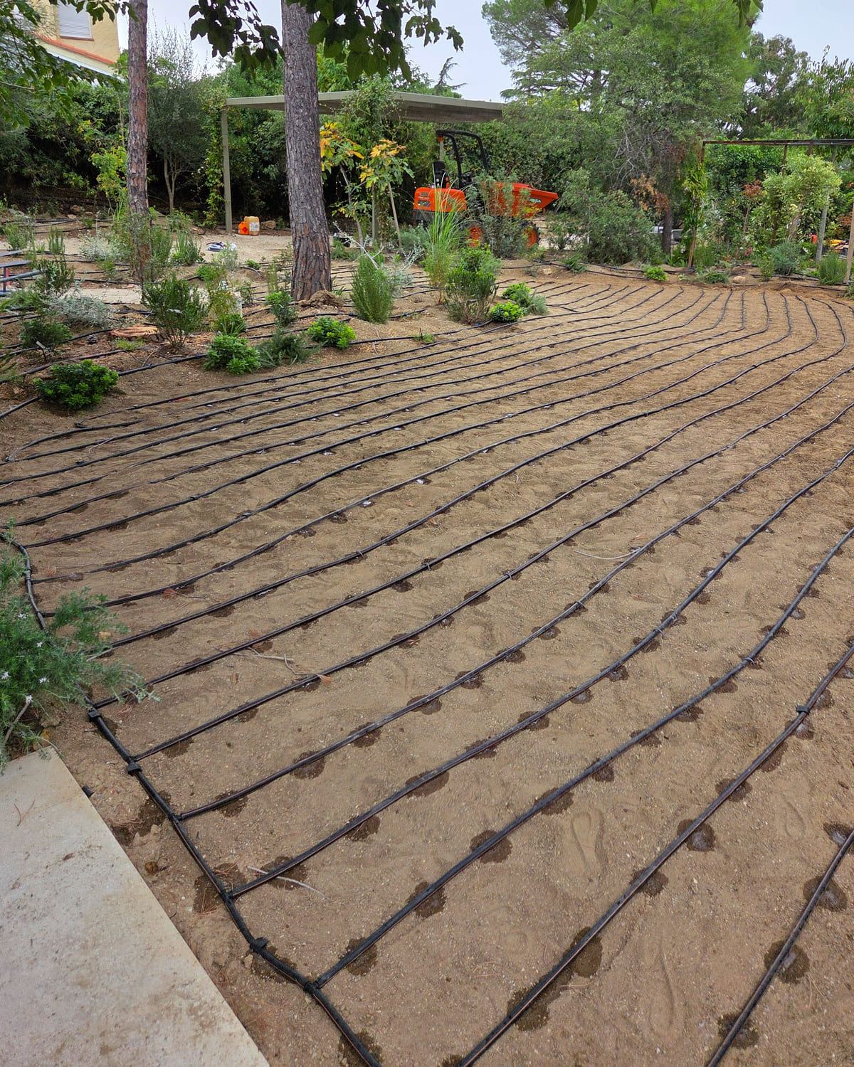 Lignes de goutte-à-goutte déroulées sur un terrain préparé avant plantation